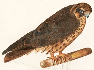 Tree Falcon, Falco subbuteo (1596–1610) by Anselmus Boëtius de Boodt.. Free illustration for personal and commercial use.