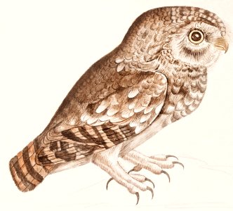 Little owl (1596–1610) by Anselmus Boëtius de Boodt.. Free illustration for personal and commercial use.