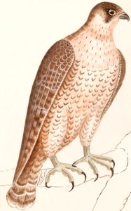 Saker Falcon (1596–1610) by Anselmus Boëtius de Boodt.