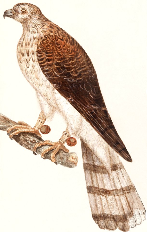 Northern goshawk (1596–1610) by Anselmus Boëtius de Boodt.