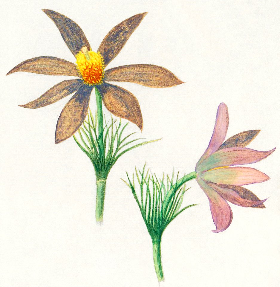 Anemone pulsatilla (1596–1610) by Anselmus Boëtius de Boodt.