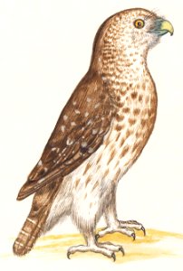 Short-toed Eagle, Circaetus gallicus (1596–1610) by Anselmus Boëtius de Boodt.. Free illustration for personal and commercial use.