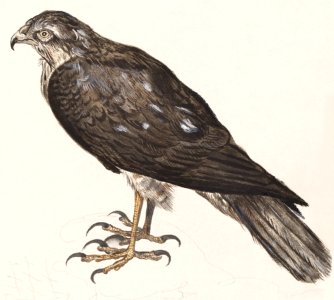 Eurasian Sparrowhawk (1596–1610) by Anselmus Boëtius de Boodt.. Free illustration for personal and commercial use.
