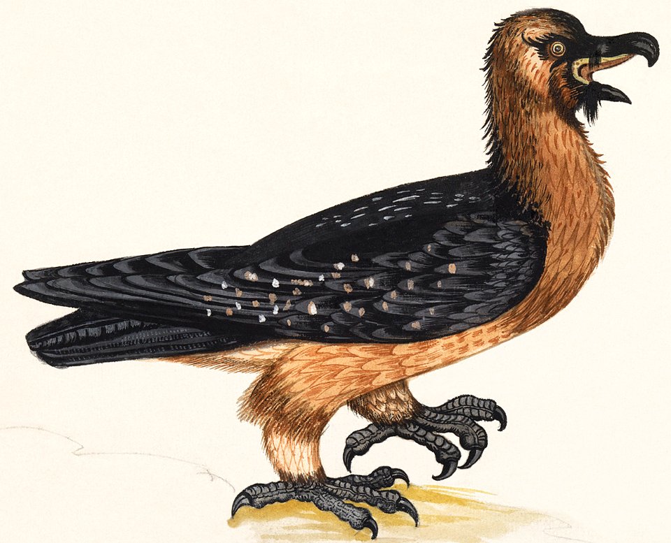 Bearded vulture, Gypaetus barbatus (1596–1610) by Anselmus Boëtius de Boodt.