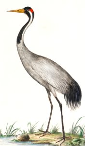 European crane, Grus grus (1596–1610) by Anselmus Boëtius de Boodt.. Free illustration for personal and commercial use.