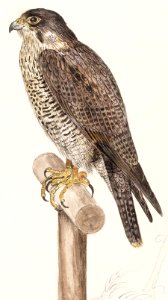Peregrine Falcon (1596–1610) by Anselmus Boëtius de Boodt.. Free illustration for personal and commercial use.