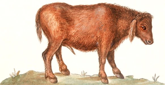 Brazilian cow, Bos taurus (1596–1610) by Anselmus Boëtius de Boodt.. Free illustration for personal and commercial use.