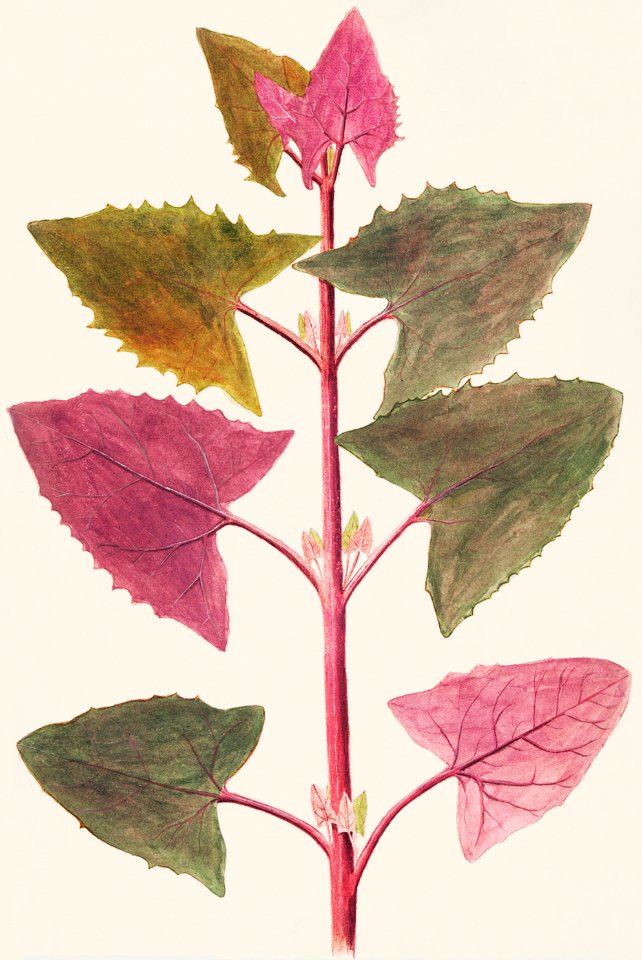 Garden mead, Atriplex hortensis (1596–1610) by Anselmus Boëtius de Boodt.