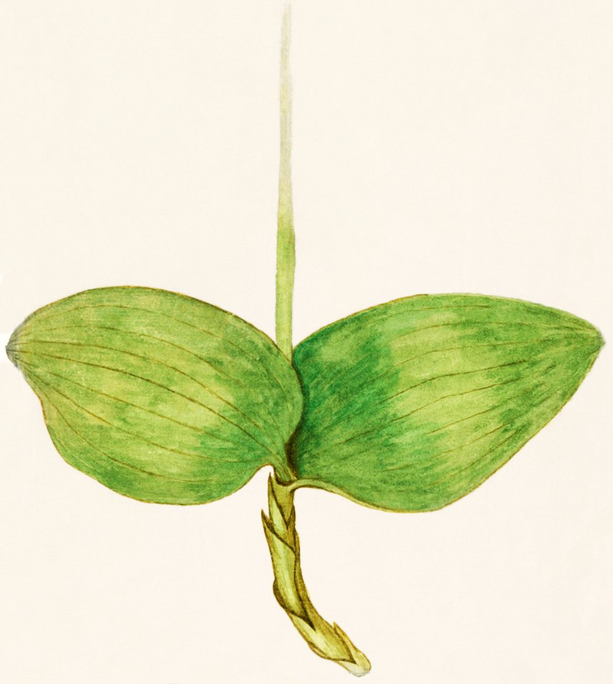 Unknown plant (1596–1610) by Anselmus Boëtius de Boodt.