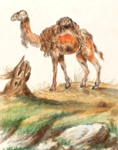 Dromedary, Camelus dromedarius (1596–1610) by Anselmus Boëtius de Boodt.. Free illustration for personal and commercial use.