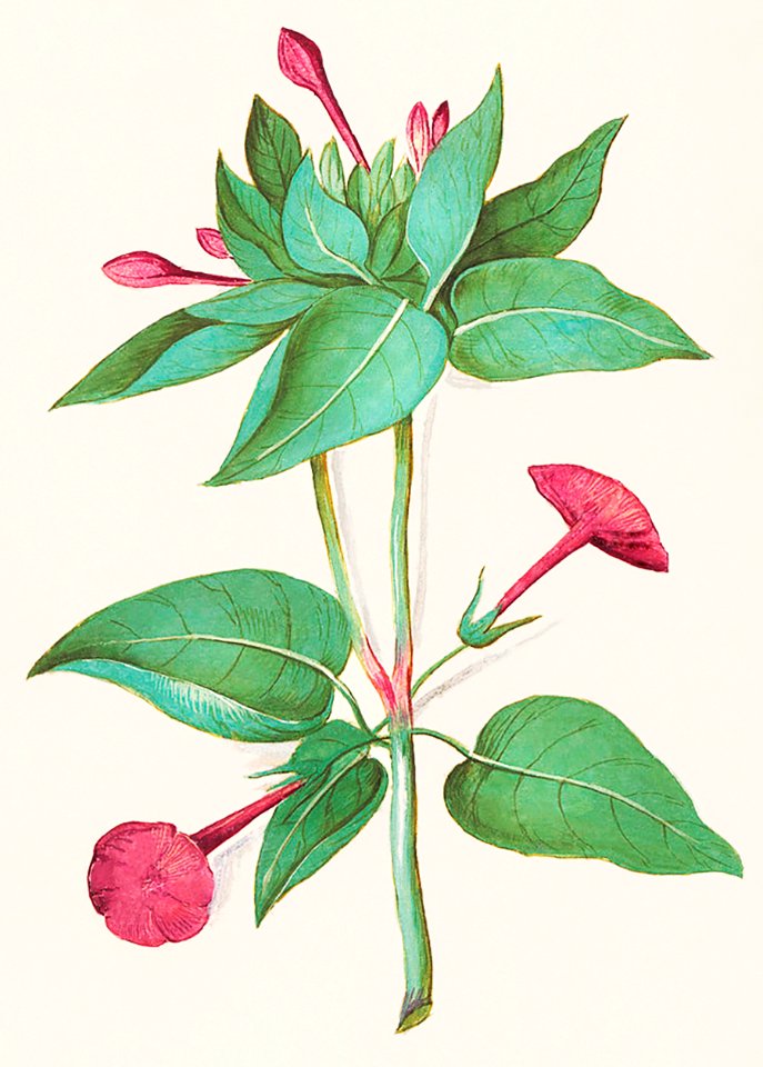 Beautiful, MIrabilis jalapa (1596–1610) by Anselmus Boëtius de Boodt.