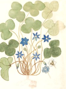 Liver flower, Anemone hepatica, old name: Hepatica nobilis (1596–1610) by Anselmus Boëtius de Boodt.. Free illustration for personal and commercial use.