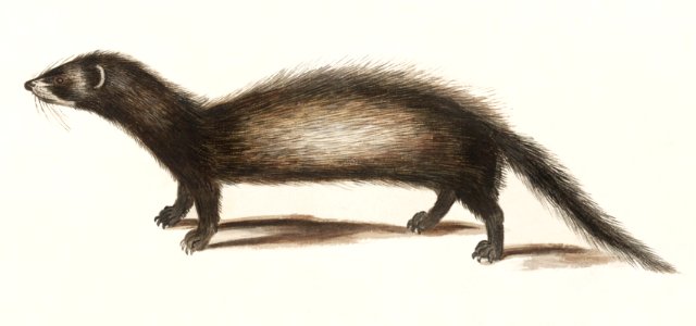 Polecat, Mustela putorius (1596–1610) by Anselmus Boëtius de Boodt.. Free illustration for personal and commercial use.