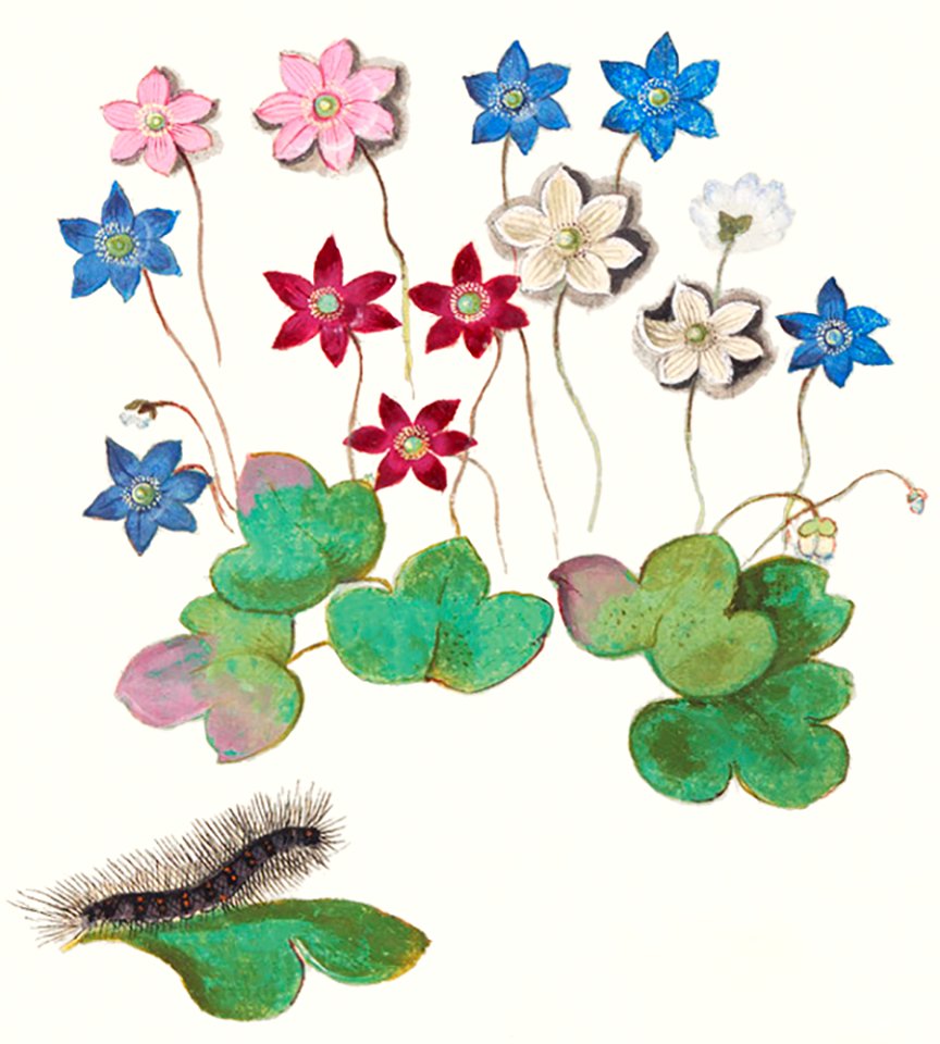 Liverflower, Anemone hepatica (1596–1610) by Anselmus Boëtius de Boodt.