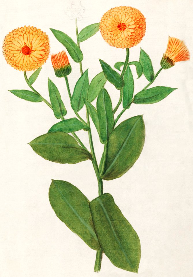 Marigold, Calendula officinalis (1596–1610) by Anselmus Boëtius de Boodt.