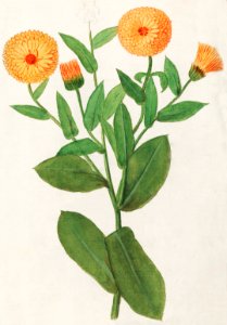 Marigold, Calendula officinalis (1596–1610) by Anselmus Boëtius de Boodt.. Free illustration for personal and commercial use.