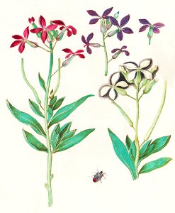 Wallflower, Erysimum cheiri (1596–1610) by Anselmus Boëtius de Boodt.. Free illustration for personal and commercial use.