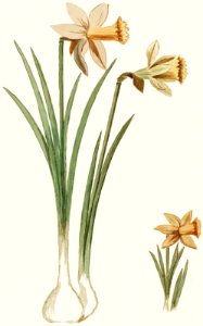 Wilde narcis, Narcissus pseudonarcissus (1596–1610) by Anselmus Boëtius de Boodt.. Free illustration for personal and commercial use.