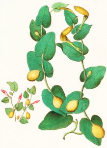 Unknown plant (1596–1610) by Anselmus Boëtius de Boodt.