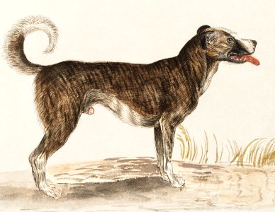 Dog, Canis lupus familiaris (1596–1610) by Anselmus Boëtius de Boodt.