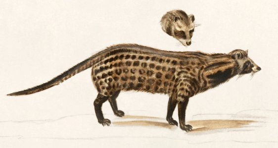 Civet cat, Viverra (1596–1610) by Anselmus Boëtius de Boodt.. Free illustration for personal and commercial use.