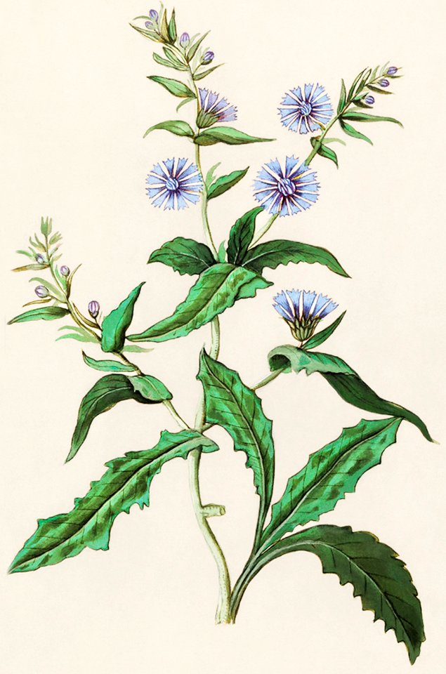 Wild chicory, Cichorium intybus (1596–1610) by Anselmus Boëtius de Boodt.