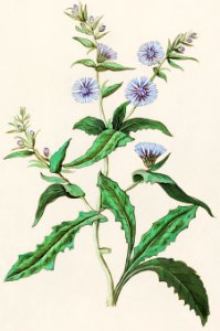 Wild chicory, Cichorium intybus (1596–1610) by Anselmus Boëtius de Boodt.. Free illustration for personal and commercial use.