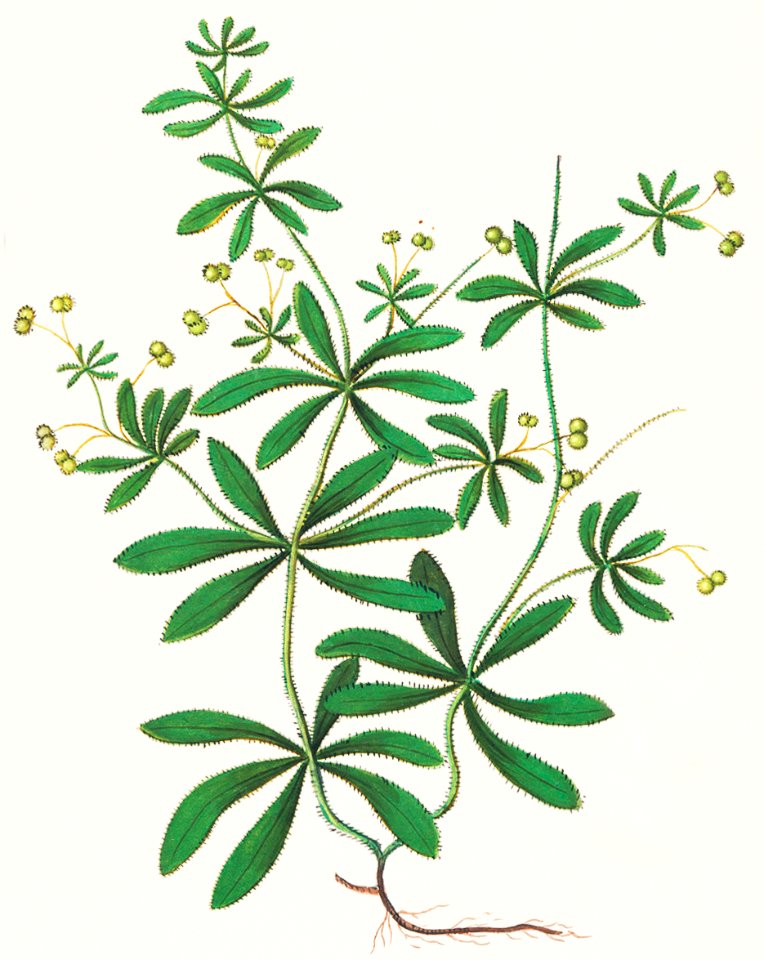 Cleavers, Galium aparine (1596–1610) by Anselmus Boëtius de Boodt.