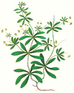Cleavers, Galium aparine (1596–1610) by Anselmus Boëtius de Boodt.. Free illustration for personal and commercial use.