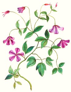 Clematis (1596–1610) by Anselmus Boëtius de Boodt.. Free illustration for personal and commercial use.