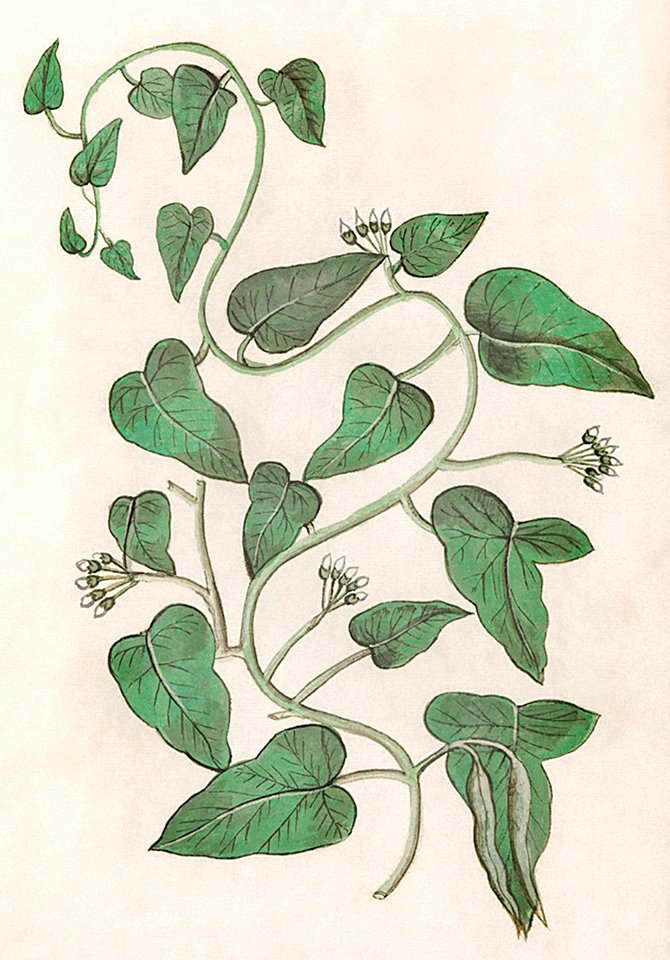 Apocynum (1596–1610) by Anselmus Boëtius de Boodt.