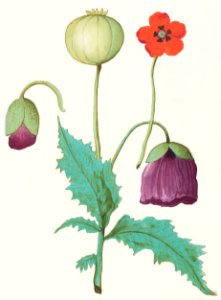 Poppy, Papaver (1596–1610) by Anselmus Boëtius de Boodt.. Free illustration for personal and commercial use.