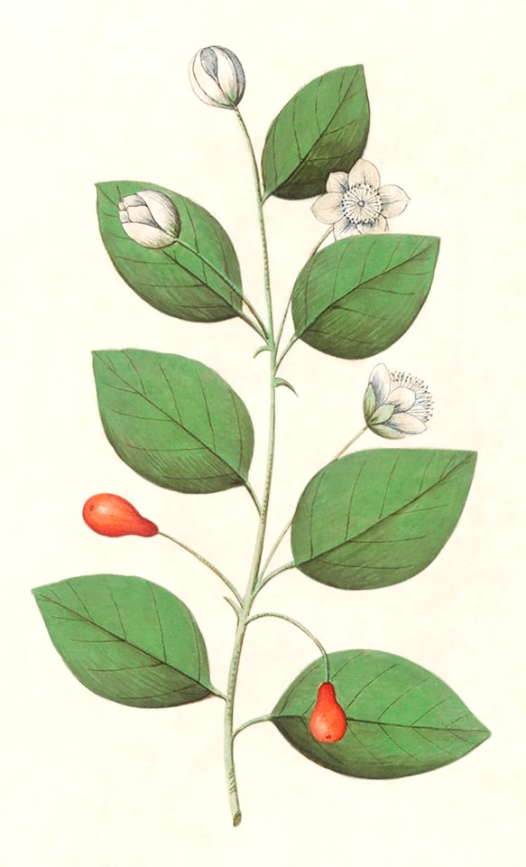 Myrtle family, Myrtaceae (1596–1610) by Anselmus Boëtius de Boodt.