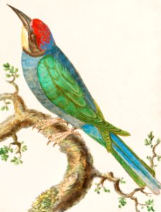 European bee-eater, Merops apiaster (1596 - 1610) by Anselmus Boëtius de Boodt.. Free illustration for personal and commercial use.