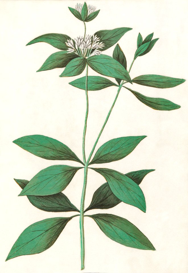 Silk plant, Asclepias syriaca (1596–1610) by Anselmus Boëtius de Boodt.