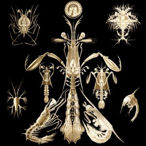 Thoracostraca