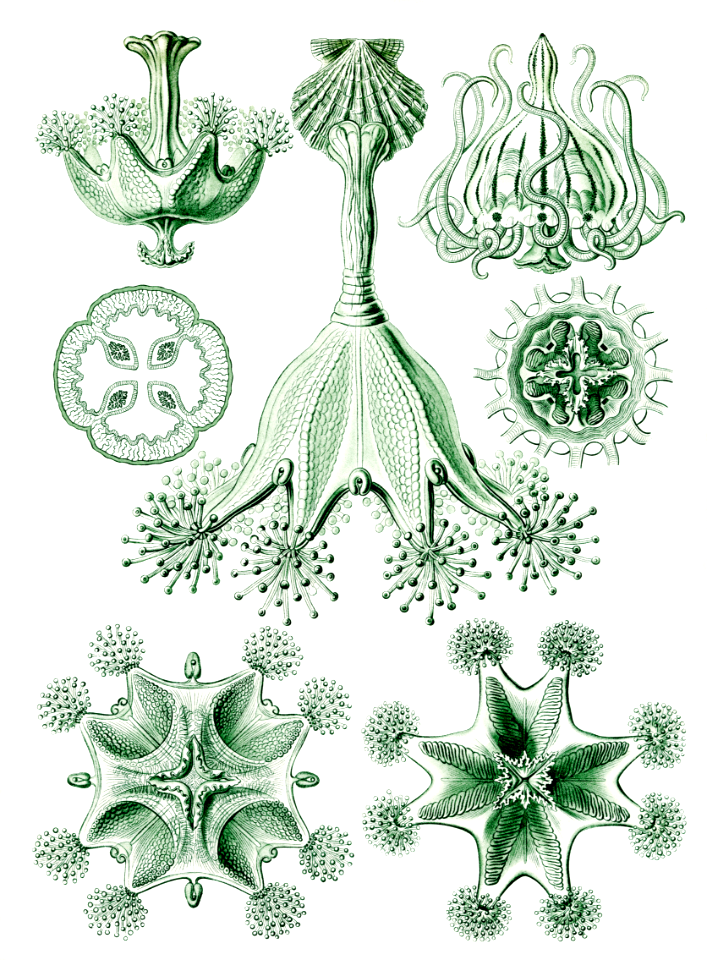 Stauromedusae