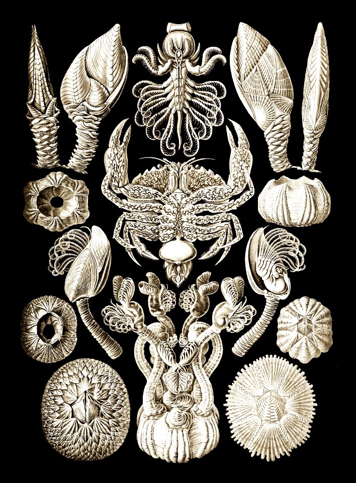 Cirripedia
