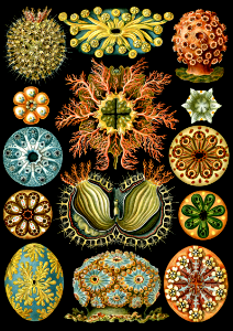 Ascidiae
