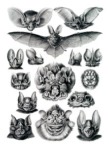 Chiroptera