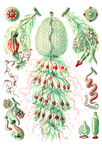 Siphonophorae 2