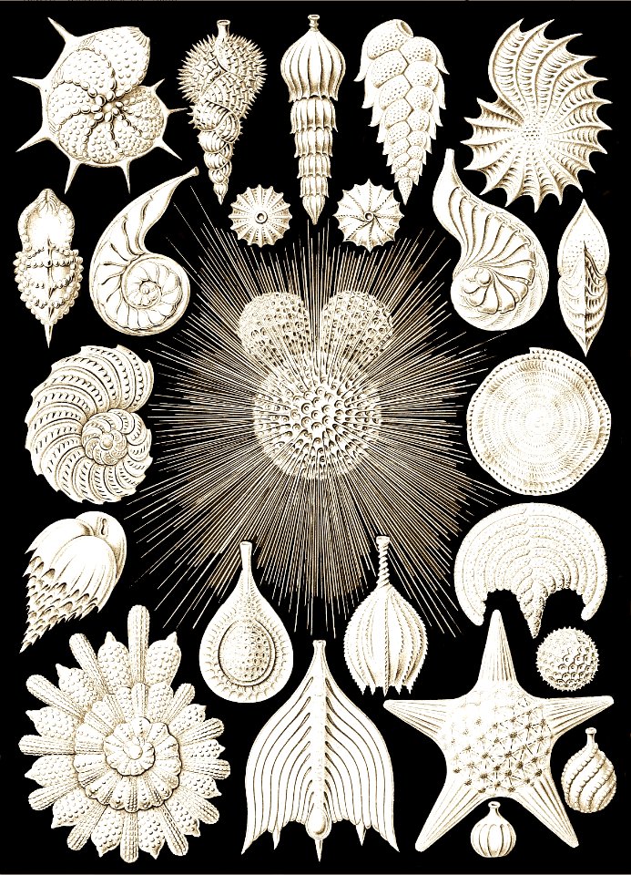 Thalamophora 1