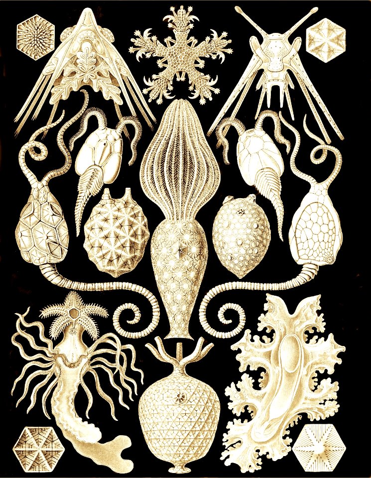 Amphoridia