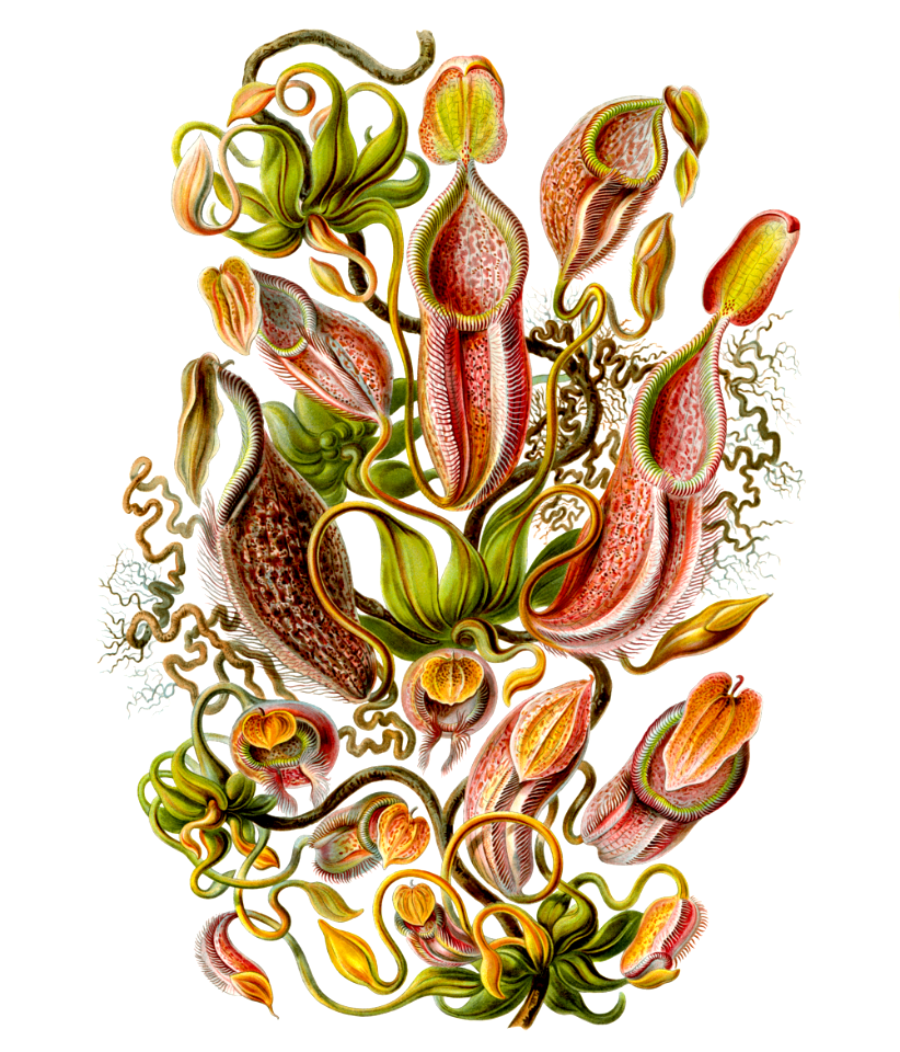 Nepenthaceae