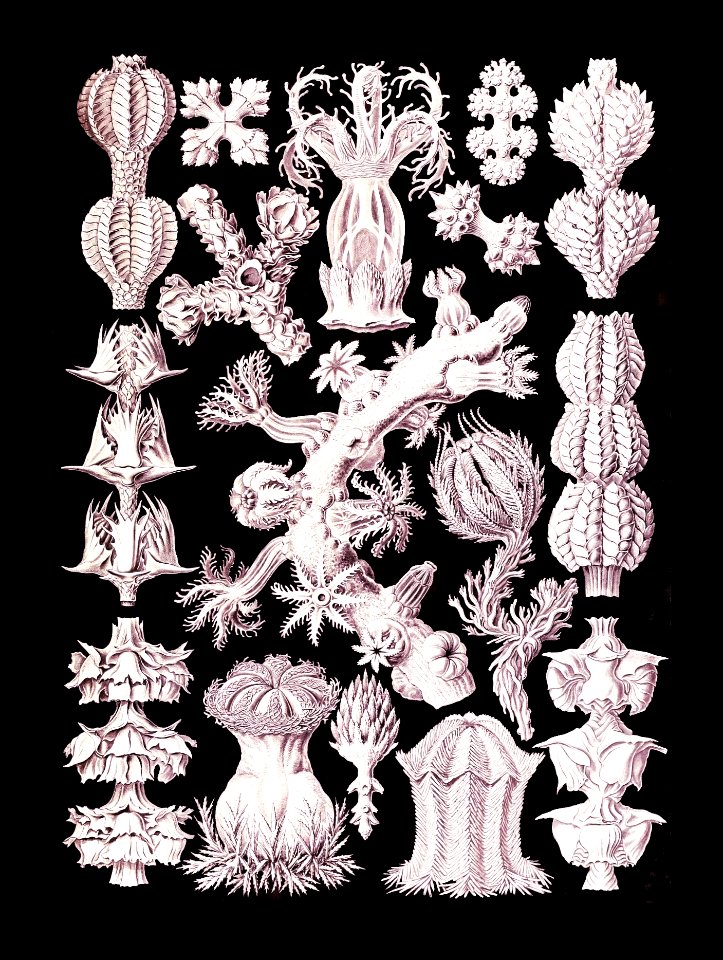 Gorgonida