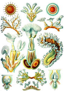 Bryozoa