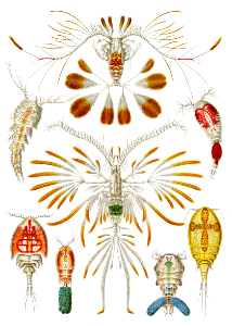 Copepoda