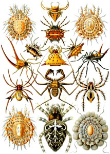 Arachnida