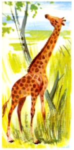 girafe. Free illustration for personal and commercial use.