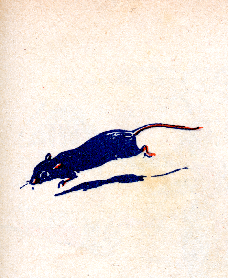 souris-1